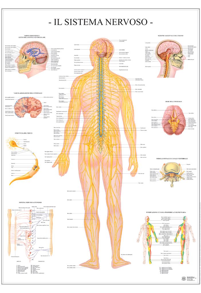 POSTER SCIENTIFICI,Sistema nervoso