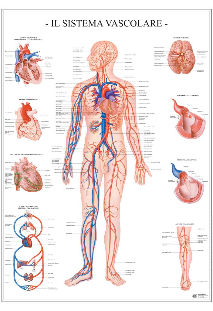 POSTER SCIENTIFICI,Sistema vascolare