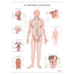 POSTER SCIENTIFICI,Sistema linfatico