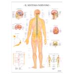 POSTER SCIENTIFICI,Sistema nervoso