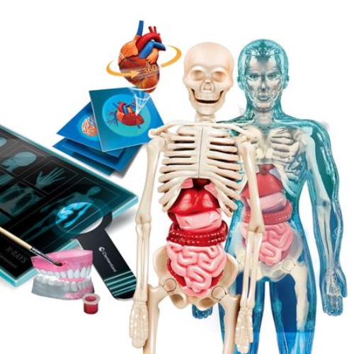 anatomia-super-2