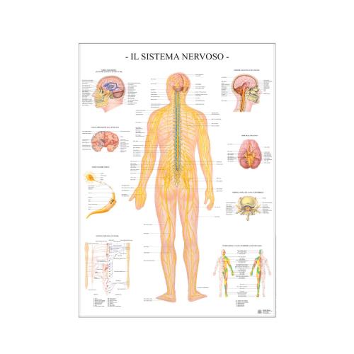 Poster Scientifico Sistema Nervoso 67x100 cm - Schema Anatomico Didattico per Scuola e Studio