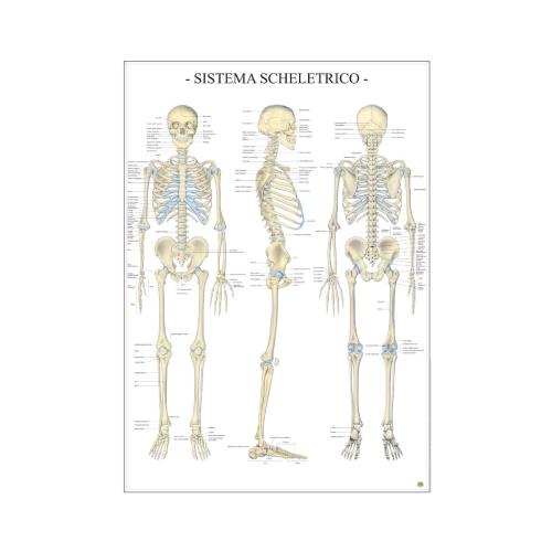 Poster Scientifico Sistema Scheletrico 67x100 cm - Schema Anatomico Didattico per Scuola e Studio