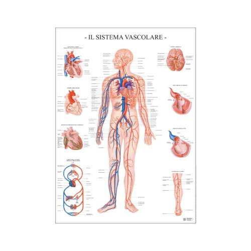 Poster Scientifico Sistema Vascolare 67x100 cm - Schema Anatomico Didattico per Scuola e Studio